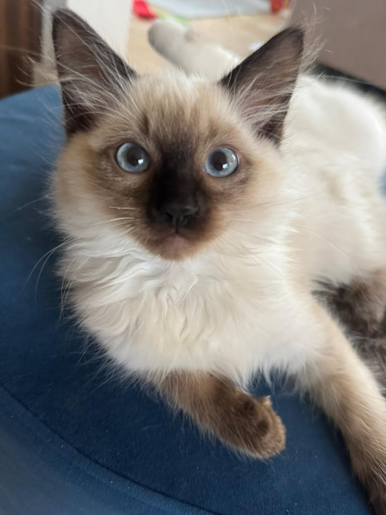 Ragdoll kittens - ready now. 11 weeks old 