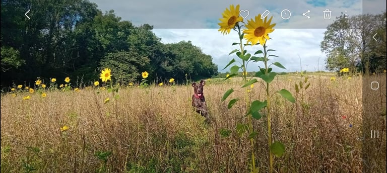 Amazing Pointer Puppies For Sale Excellent Pedigree (