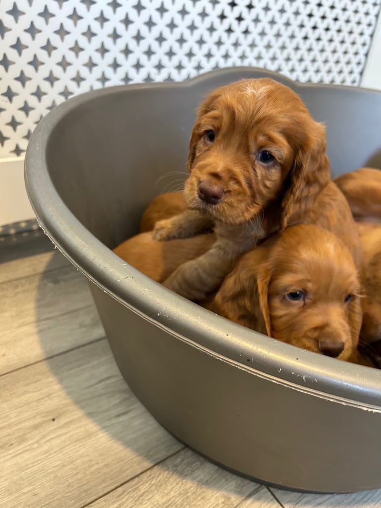Red.cocker spaniels 