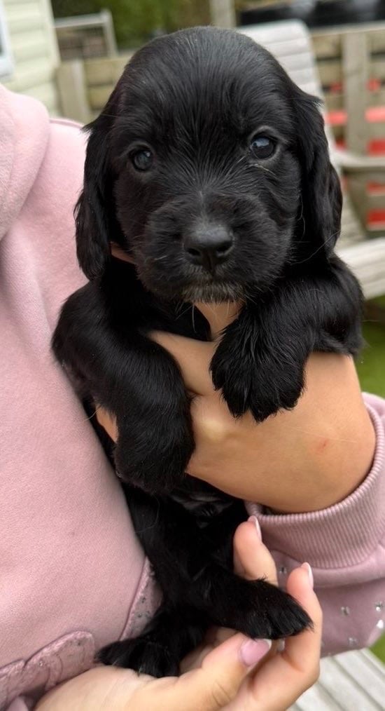 Cocker spaniel puppies 