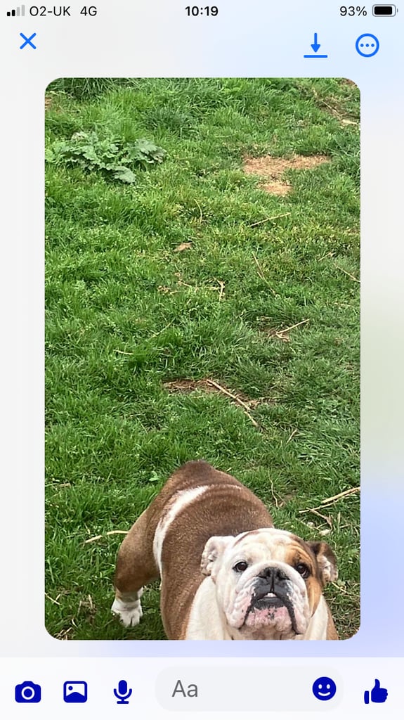 KC registered female bulldog 