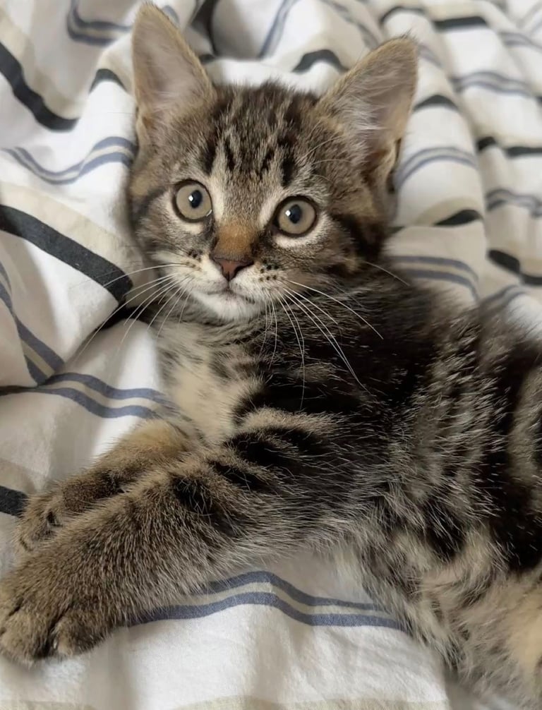 Tabby kitten 
