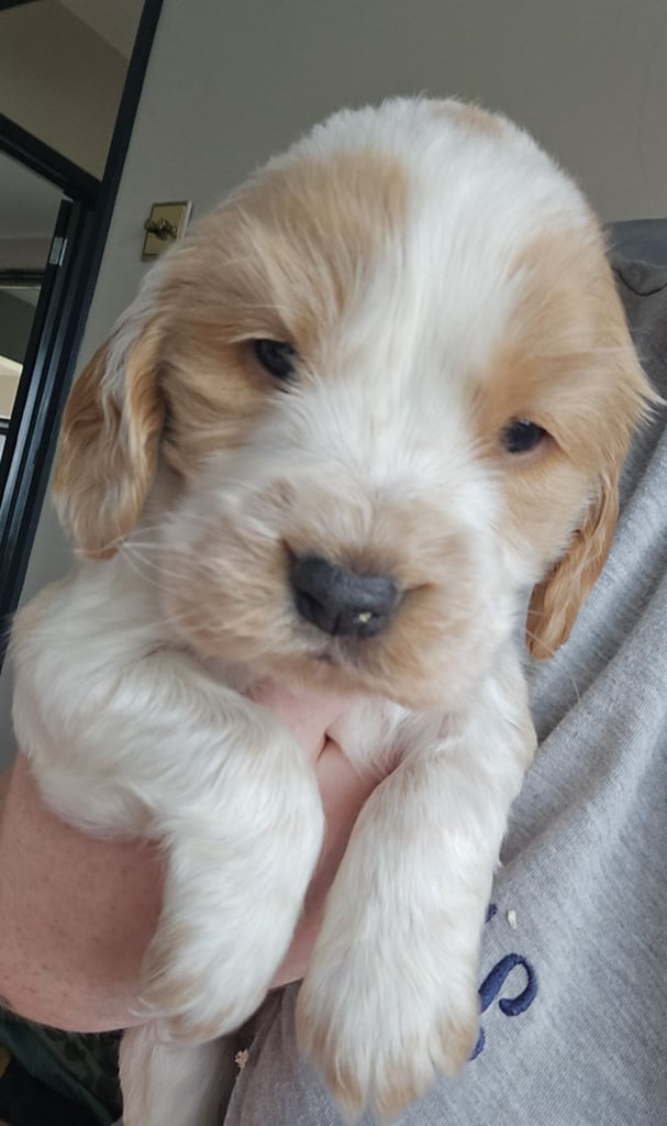 Cocker spaniel puppies