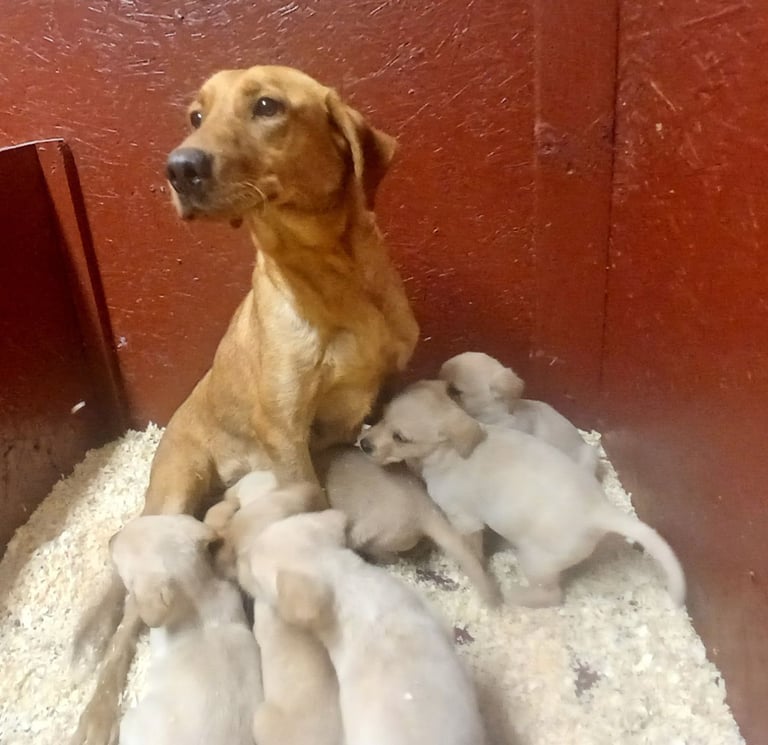 Beautiful yellow/Red KC labrador Puppies