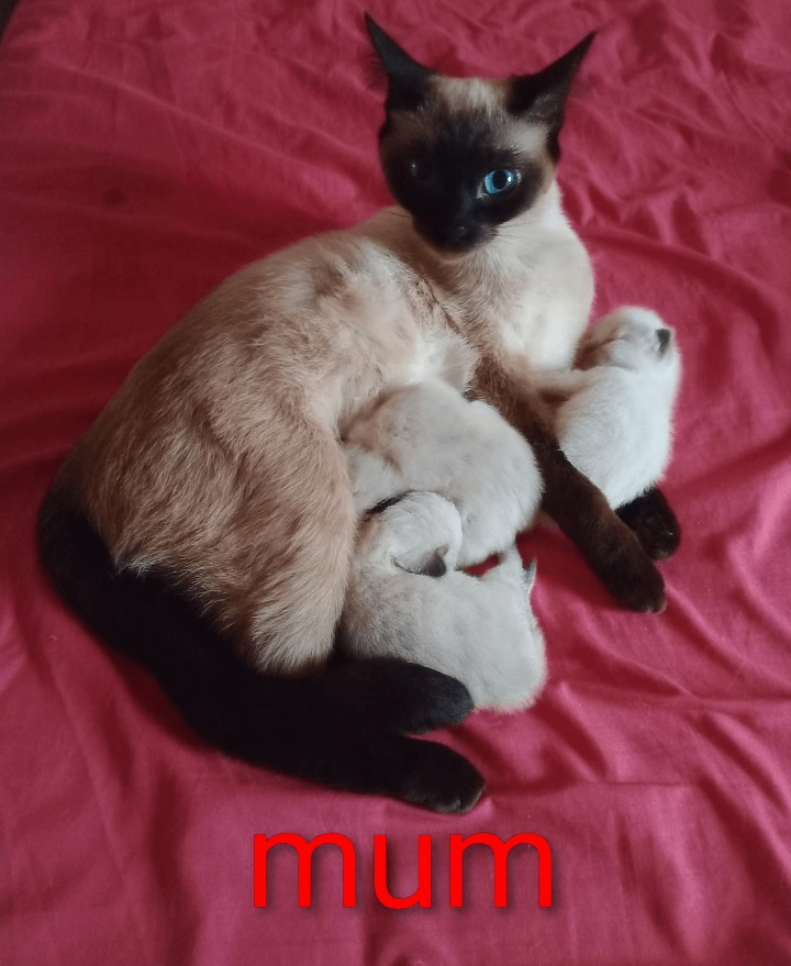 image for Ragdoll/Siamese kittens 
