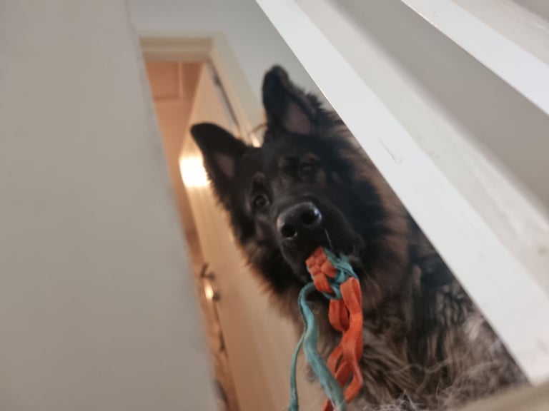 German Shepherd 3yo