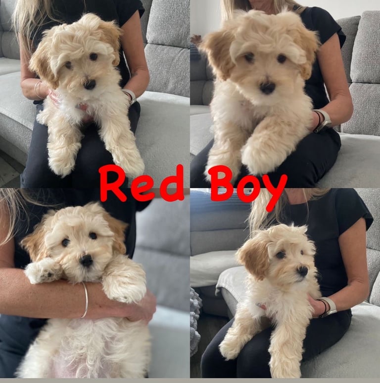  2 Gorgeous Maltipoo puppies ready now 💙🐶