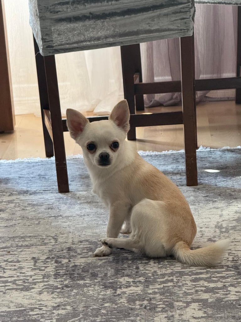 image for White Chihuahua