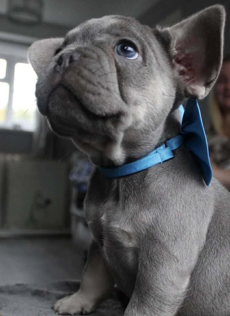 French Bulldog Puppies 