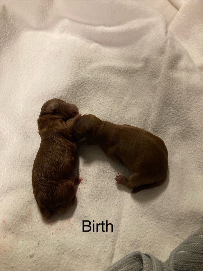 F1B TINY COCKAPOOS