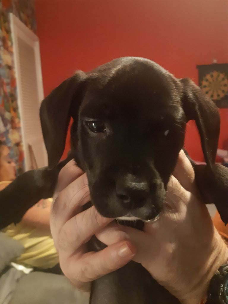 Mixed breed 