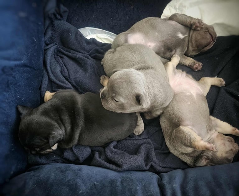 Generational Health tested French Bulldog Puppies (Only one boy and One Girl Left)