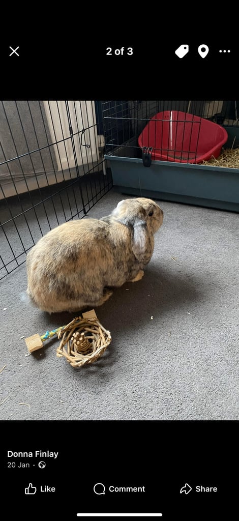 Two girls rabbits 