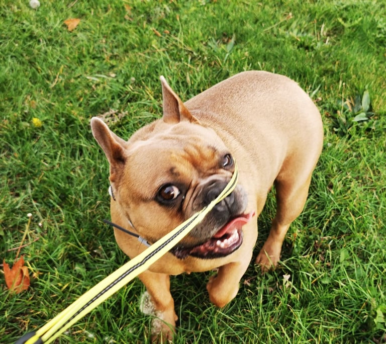 French Bulldog