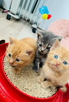 2 Male Ginger Kittens for sale *pending sold*