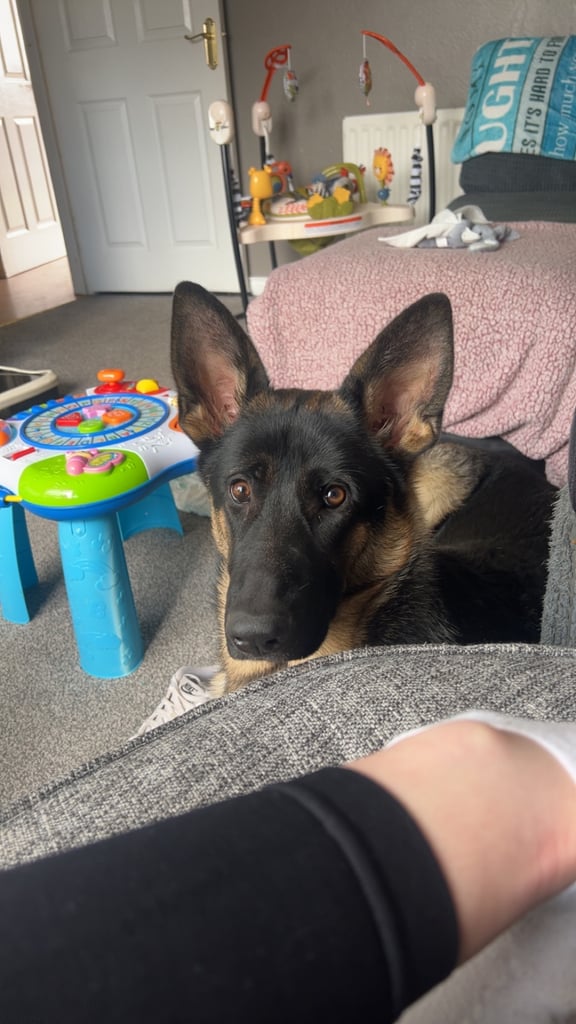 image for 10 month old German Shepard 