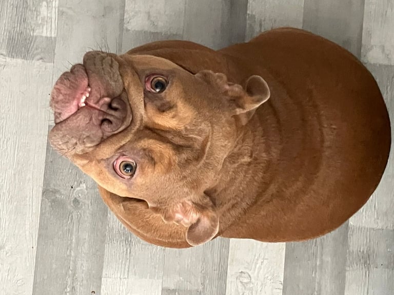 image for Bulldog