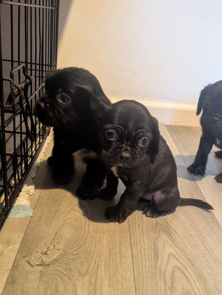 Pug cross puppies