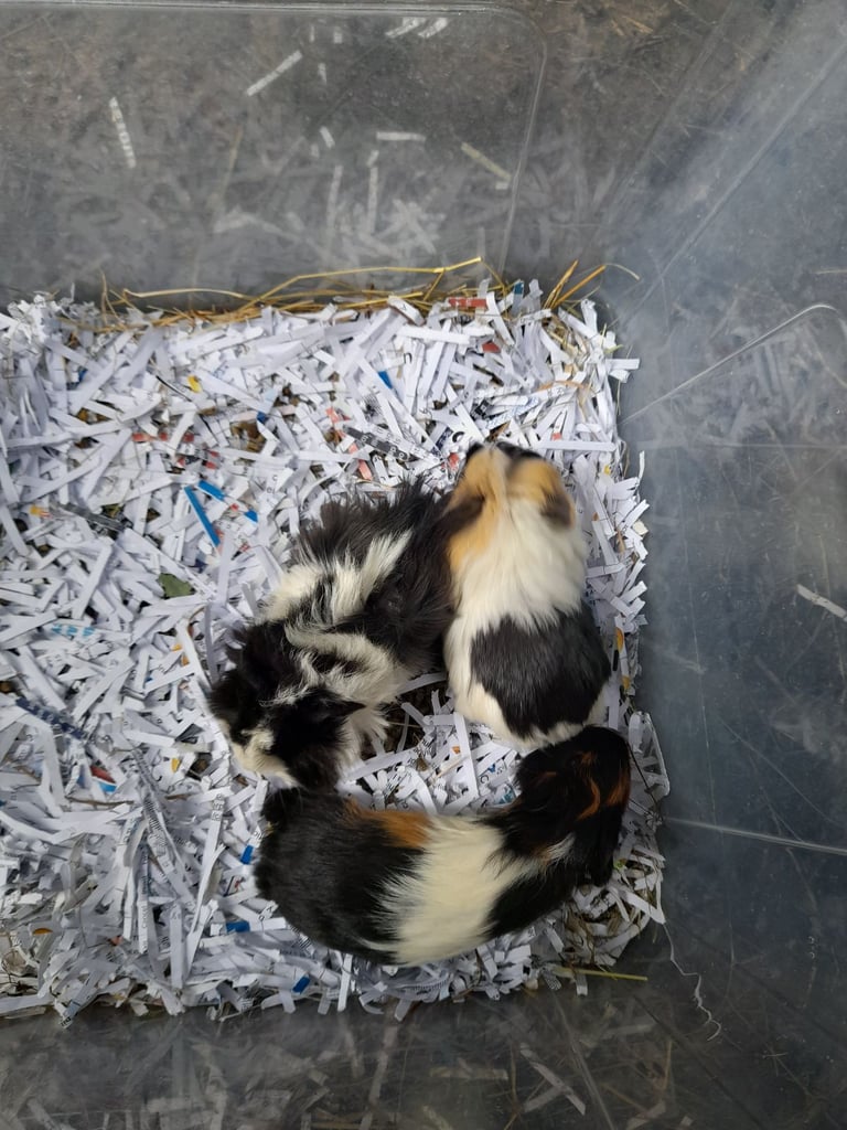 Baby guinea pigs for sale 