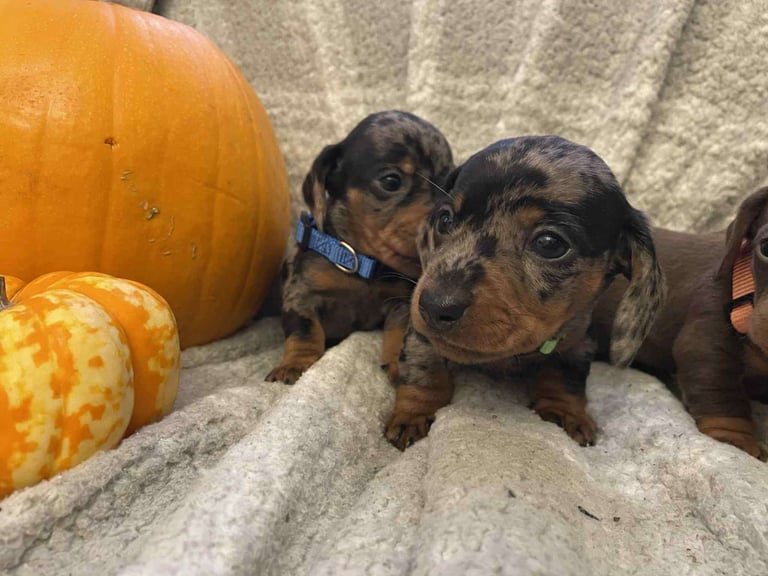 Beautiful Miniature Dachshunds 