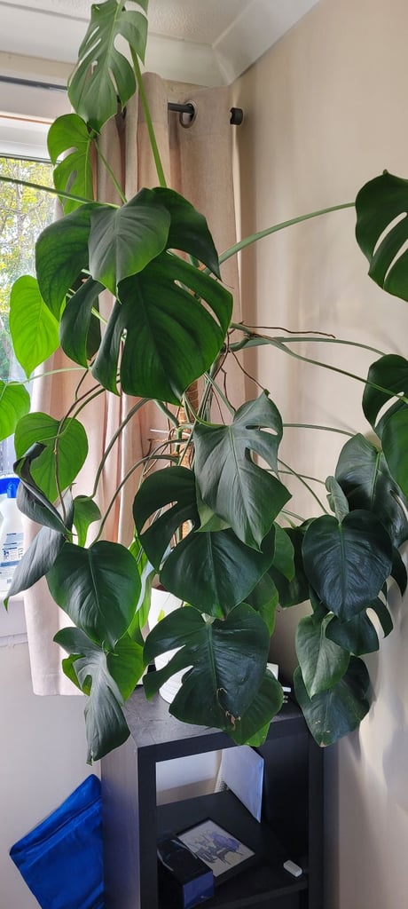 Monstera plant