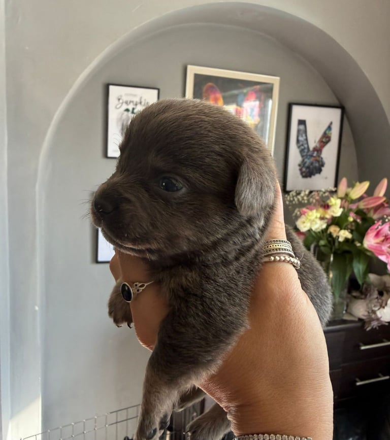 9 * 1 girl left *beautiful dachshund cross pom puppies 