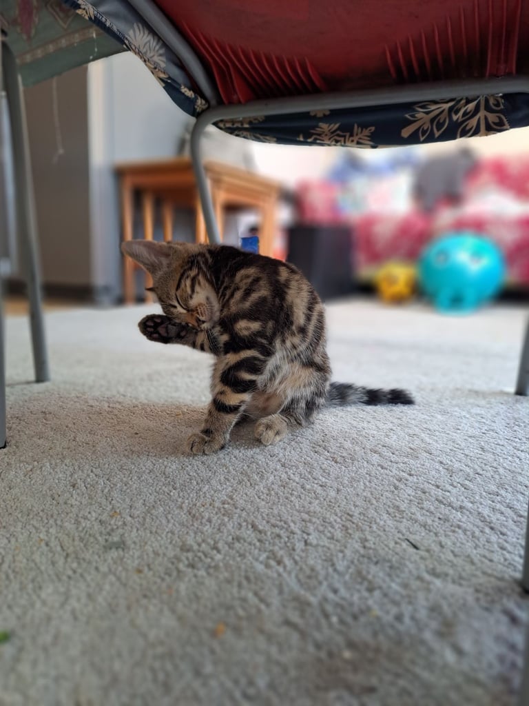Kittens waiting for a forever home (last one)