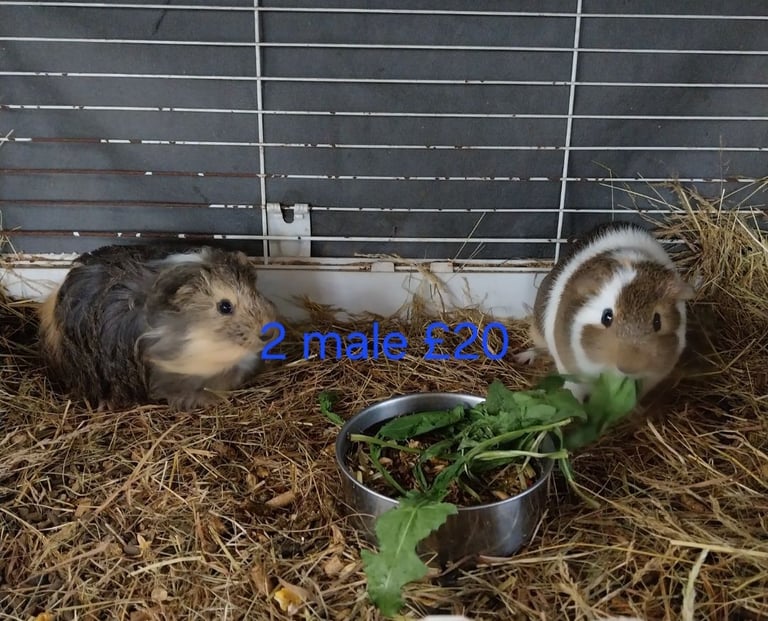 image for Guinea pig for sale