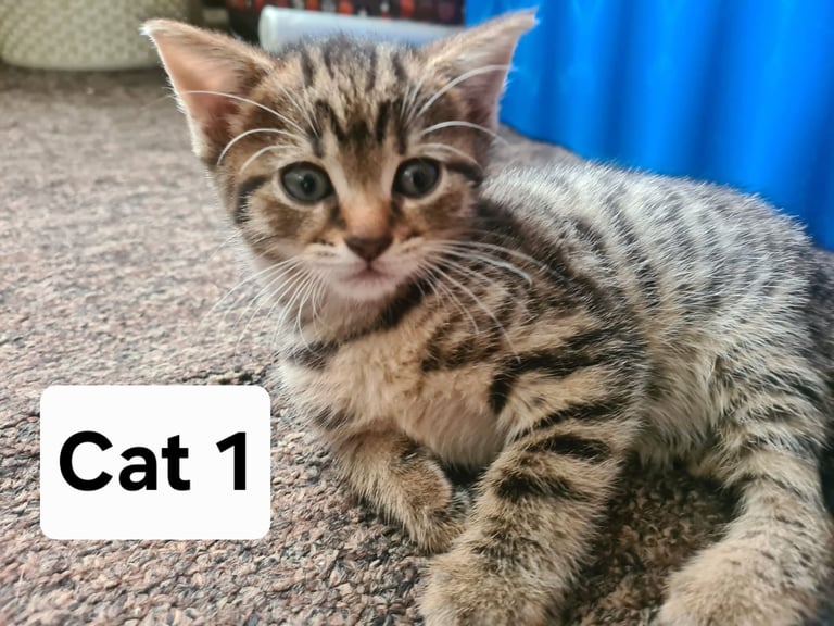 3 beautiful female kittens up for sale