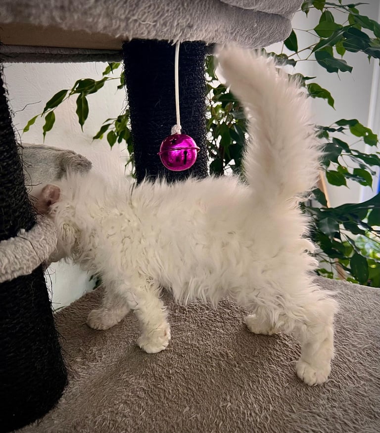 SELKIRK REX KITTENS READY NOW