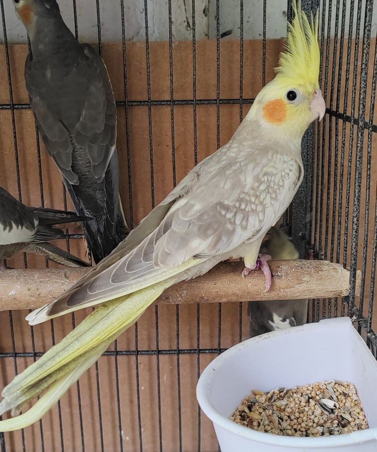 Beautiful Aviary bred baby Cockatiels available 