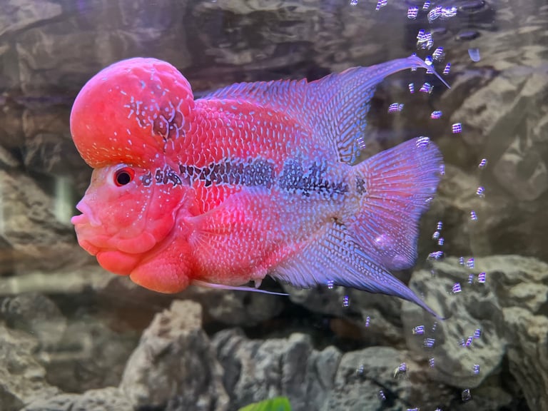 Flower horn fish 
