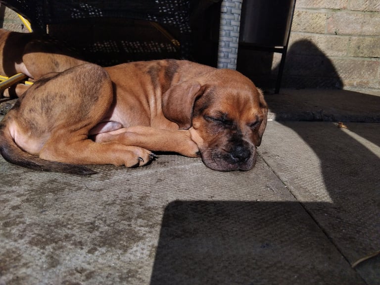 image for Came corso puppy 