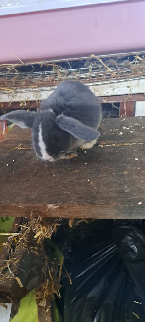 Baby mini lop bunnies 