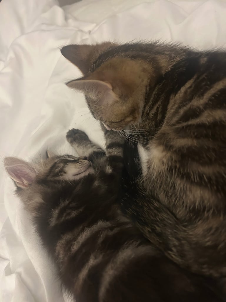 2 tabby little brother kittens must stay together ❤️