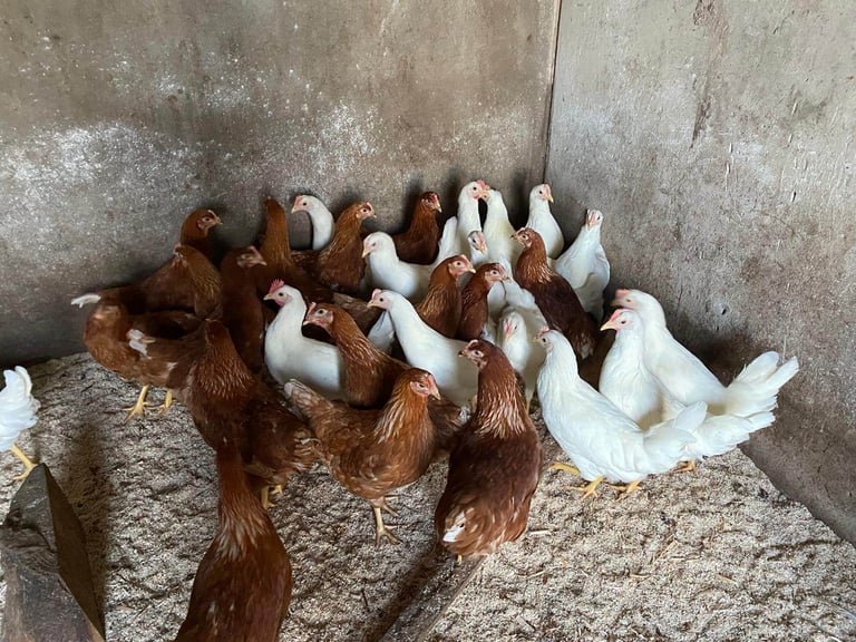 Pullets for sale chickens poultry hens coops arks