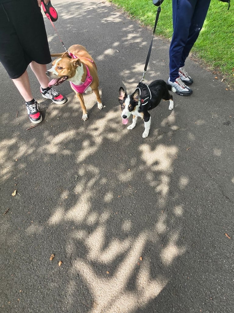 6 month and 1 week old border collie
