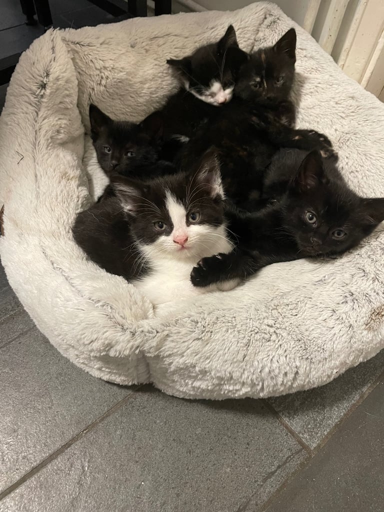 Five kittens looking for loving homes ready to leave now