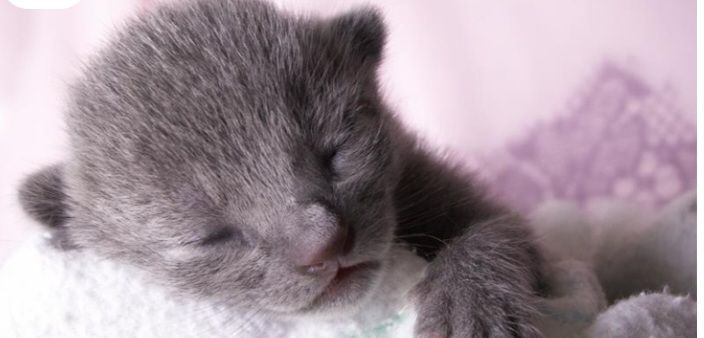 image for Kitten [Pure Russian Blue]