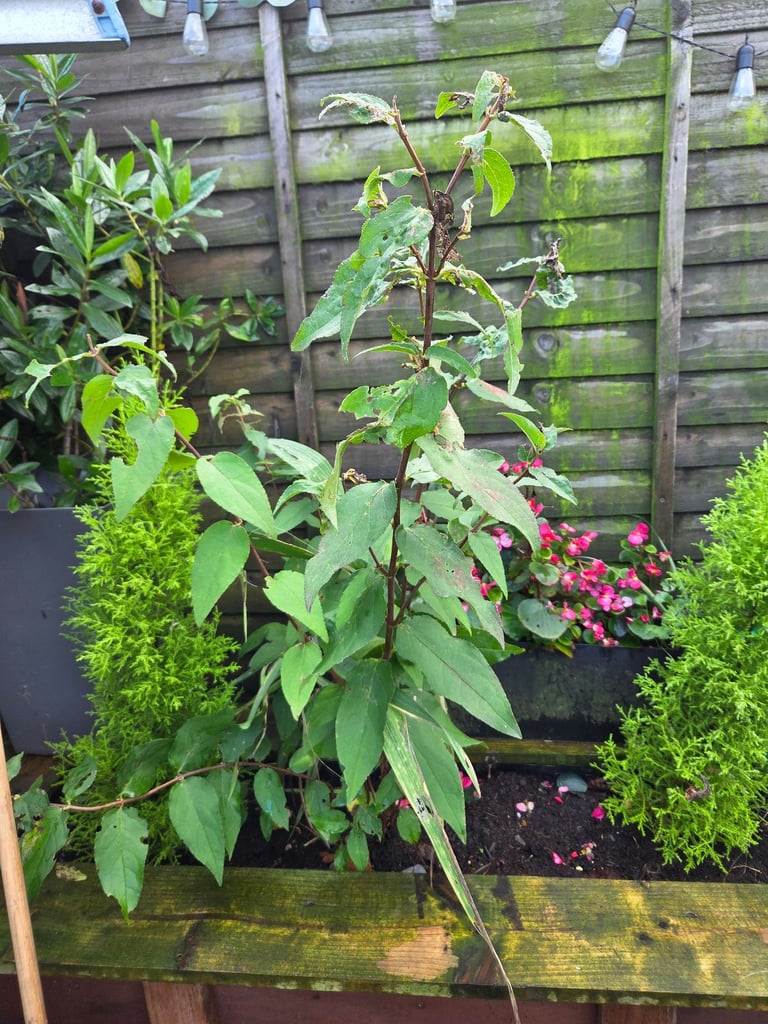 image for Free trees, shrubs