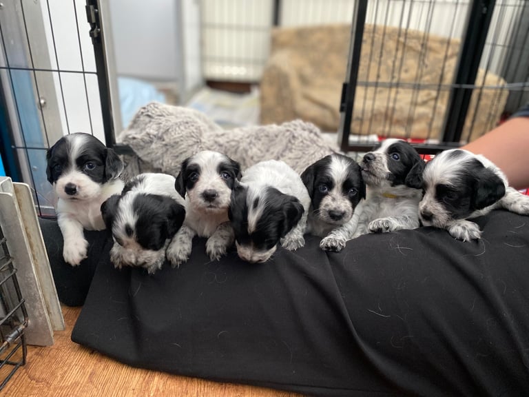 Sprocker Spaniel Puppies 