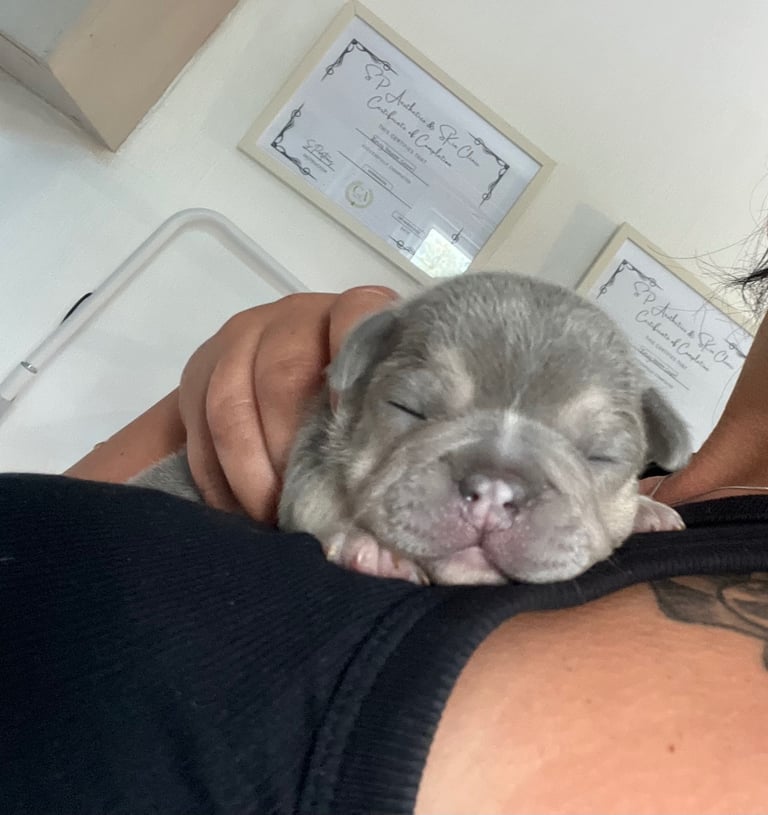 🩷FRENCHIE PUPS FOR SALE🩷