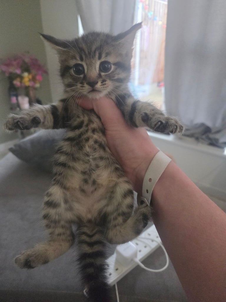 1 kitten available 