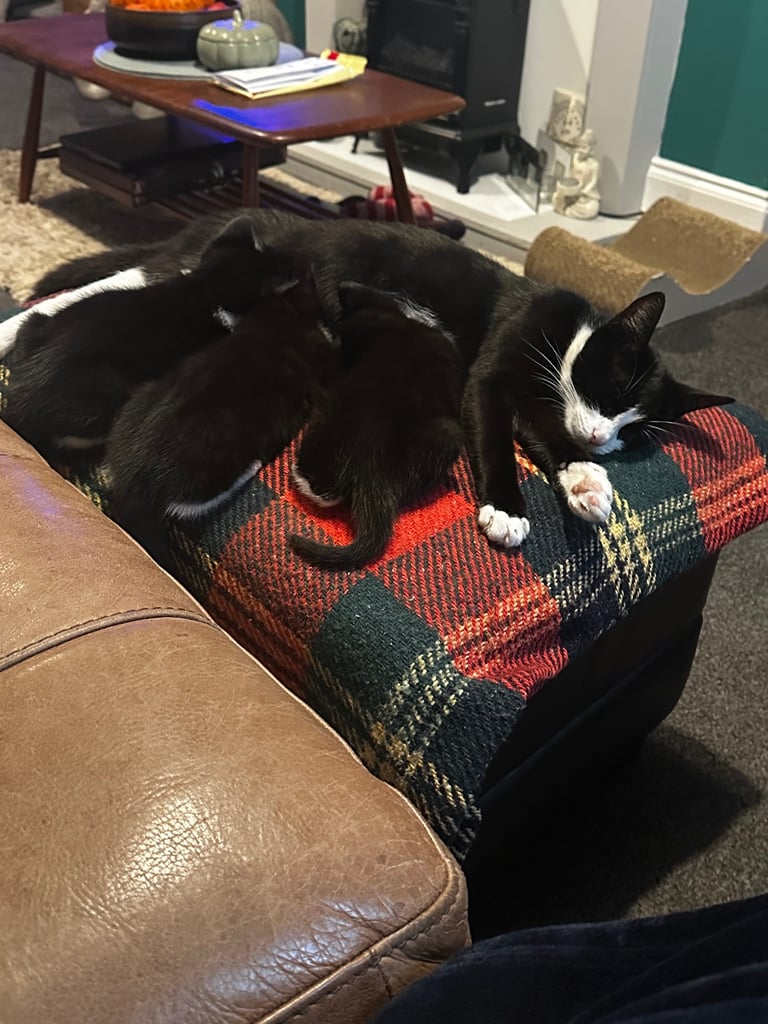 Tuxedo Kittens 🐈‍⬛ 