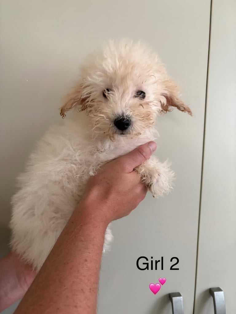 Poochon puppies