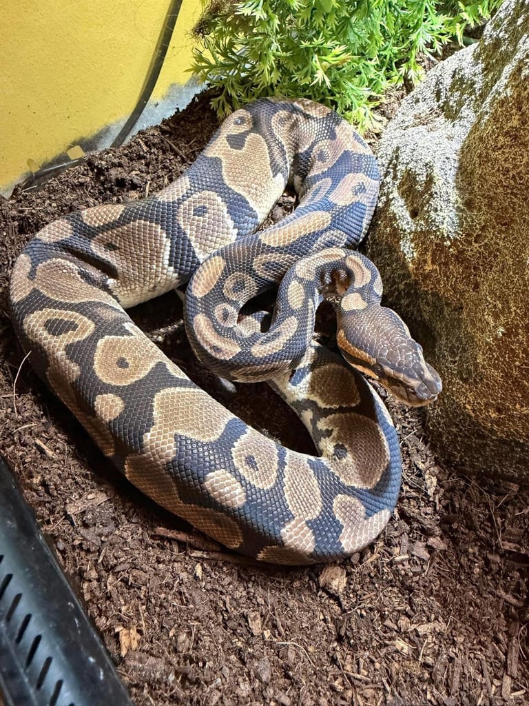 18 months femal royal python 
