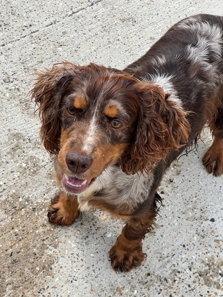 English Cocker spaniel puppies 