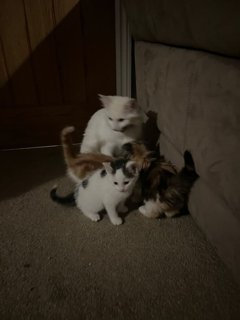 Beautiful 7week.old kittens for sale