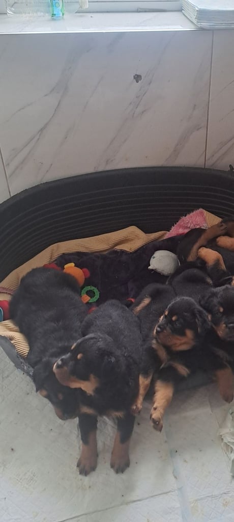 Rottweiler puppies
