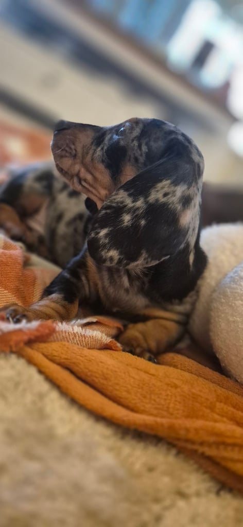 image for Miniature dachshund puppies 